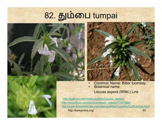 82.            ைப tumpai




                         •    Common Name: Bitter toombay
                         •    Botanical name:
                              Leucas aspera (Willd.) Link
       http://species.wikimedia.org/wiki/Leucas_aspera
      http://www.flickr.com/photos/dinesh_valke/517437888/
      http://www.flowersofindia.net/catalog/slides/Common%20Leucas.html
            http://karkanirka.org/                               93
 