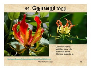 84. ேதா                             றி tōṉṟi




                                                                 •   Common Name:
                                                                     Malabar glory Lily
                                                                 •   Botanical name:
                                                                     Gloriosa superba L.

http://www.flowersofindia.net/catalog/slides/Glory%20Lily.html
                                           http://karkanirka.org/                          95
 