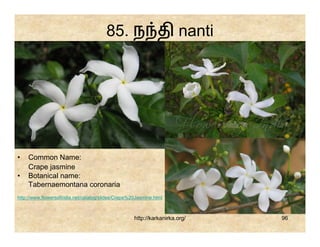 85. ந தி nanti




•   Common Name:
    Crape jasmine
•   Botanical name:
    Tabernaemontana coronaria
http://www.flowersofindia.net/catalog/slides/Crape%20Jasmine.html



                                                    http://karkanirka.org/   96
 