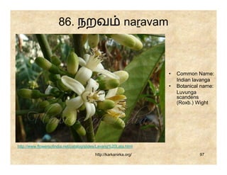 86. நறவ                              naṟavam



                                                                     •   Common Name:
                                                                         Indian lavanga
                                                                     •   Botanical name:
                                                                         Luvunga
                                                                         scandens
                                                                         (Roxb.) Wight




http://www.flowersofindia.net/catalog/slides/Lavang%20Lata.html

                                          http://karkanirka.org/                  97
 