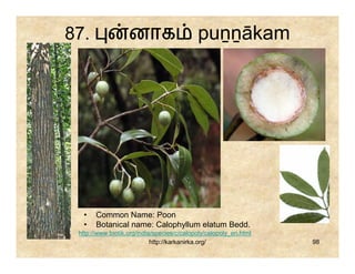 87.                னாக                      puṉṉākam




  •    Common Name: Poon
  •    Botanical name: Calophyllum elatum Bedd.
 http://www.biotik.org/india/species/c/calopoly/calopoly_en.html
                            http://karkanirka.org/                 98
 