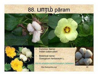 88. பார                    pāram




  •    Common Name:
       Indian cotton-plant
  •    Botanical name:
       Gossypium herbaceum L.

  http://en.wikipedia.org/wiki/Gossypium_herbaceum

         http://karkanirka.org/                      99
 