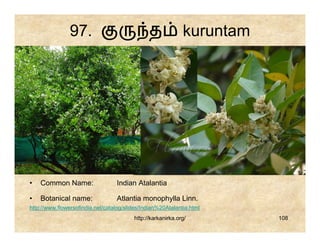 97.                            த             kuruntam




•   Common Name:                  Indian Atalantia

•   Botanical name:               Atlantia monophylla Linn.
http://www.flowersofindia.net/catalog/slides/Indian%20Atalantia.html
                                         http://karkanirka.org/         108
 