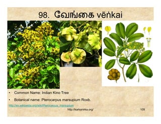 98. ேவ                          ைக vēṅkai




•   Common Name: Indian Kino Tree
•   Botanical name: Pterocarpus marsupium Roxb.
http://en.wikipedia.org/wiki/Pterocarpus_marsupium
                                              http://karkanirka.org/   109
 