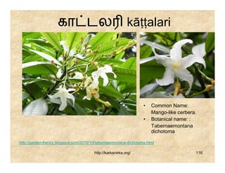 கா டல                                  kāṭṭalari




                                                                  •   Common Name:
                                                                      Mango-like cerbera.
                                                                  •   Botanical name: :
                                                                      Tabernaemontana
                                                                      dichotoma

http://garden-frenzy.blogspot.com/2010/10/tabernaemontana-dichotoma.html

                                        http://karkanirka.org/                          116
 