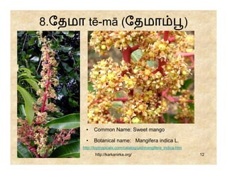 8.ேதமா tē-mā (ேதமா                                               )




       •    Common Name: Sweet mango

       •    Botanical name: Mangifera indica L.
      http://toptropicals.com/catalog/uid/mangifera_indica.htm
             http://karkanirka.org/                                  12
 