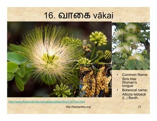 16. வாைக vākai




                                                                       •   Common Name:
                                                                           Siris tree
                                                                           Woman's
                                                                           tongue
                                                                       •   Botanical name:
                                                                           Albizia lebbeck
                                                                           (L.) Benth.
http://www.flowersofindia.net/catalog/slides/Siris%20Tree.html
                                              http://karkanirka.org/                21
 