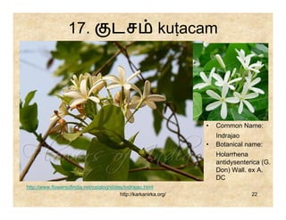 17.                 டச                    kuṭacam




                                                                    •   Common Name:
                                                                        Indrajao
                                                                    •   Botanical name:
                                                                        Holarrhena
                                                                        antidysenterica (G.
                                                                        Don) Wall. ex A.
                                                                        DC
http://www.flowersofindia.net/catalog/slides/Indrajao.html
                                           http://karkanirka.org/                   22
 