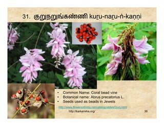 31.   ந       க         ண kuṟu-naṟu-ṅ-kaṇṇi




          •   Common Name: Coral bead vine
          •   Botanical name: Abrus precatorius L.
          •   Seeds used as beads in Jewels
          http://www.flowersofindia.net/catalog/slides/Gunj.html
                  http://karkanirka.org/                           36
 