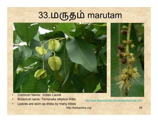 33.ம                  த               marutam




•   Common Name: Indian Laurel
•   Botanical name: Terminalia elliptica Willd.        http://www.flowersofindia.net/catalog/slides/Asan.html
•   Leaves are worn as dress by many tribes
                                       http://karkanirka.org/                                             38
 