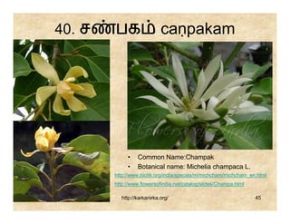 40. ச   பக                   caṇpakam




             •    Common Name:Champak
             •    Botanical name: Michelia champaca L.
        http://www.biotik.org/india/species/m/michcham/michcham_en.html
        http://www.flowersofindia.net/catalog/slides/Champa.html

           http://karkanirka.org/                                  45
 