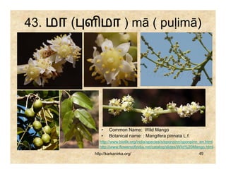 43. மா ( ள மா ) mā ( puḷimā)




              •    Common Name: Wild Mango
              •    Botanical name: : Mangifera pinnata L.f.
             http://www.biotik.org/india/species/s/sponpinn/sponpinn_en.html
             http://www.flowersofindia.net/catalog/slides/Wild%20Mango.html
           http://karkanirka.org/                                   49
 