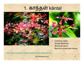 1. கா த                                    kāntaḷ




                                                                     •   Common name:
                                                                         Scarlet Bauhinia
                                                                     •   Botanical name:
                                                                         Bauhinia phoenicea Heyne

http://www.flowersofindia.net/catalog/slides/Scarlet%20Bauhinia.html

                                           http://karkanirka.org/                             5
 
