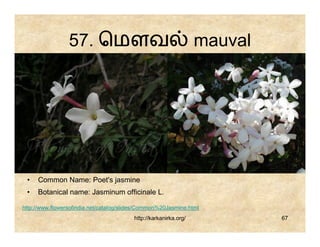 57. ெமௗவ                                         mauval




 •   Common Name: Poet's jasmine
 •   Botanical name: Jasminum officinale L.

http://www.flowersofindia.net/catalog/slides/Common%20Jasmine.html
                                         http://karkanirka.org/            67
 