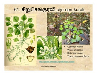 61. சி   ெச             ரலி ciṟu-ceṅ-kurali




                                              •   Common Name:
                                                  Water Chest nut
                                              •   Botanical name:
                                                  Trapa bispinosa Roxb.

              http://species.wikimedia.org/wiki/Trapa_natans

                http://karkanirka.org/                             71
 