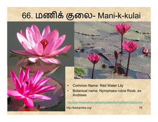 66. மண          ைல- Mani-k-kulai




         •    Common Name: Red Water Lily
         •    Botanical name: Nymphaea rubra Roxb. ex
              Andrews
         http://www.flowersofindia.net/catalog/slides/Red%20Water%20Lily.html

         http://karkanirka.org/                                          76
 