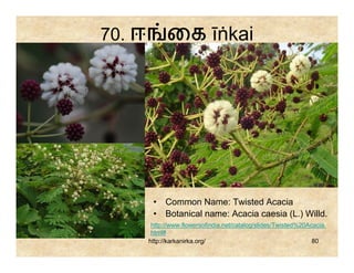 70. ஈ         ைக īṅkai




         • Common Name: Twisted Acacia
         • Botanical name: Acacia caesia (L.) Willd.
         http://www.flowersofindia.net/catalog/slides/Twisted%20Acacia.
         html#
        http://karkanirka.org/                                    80
 