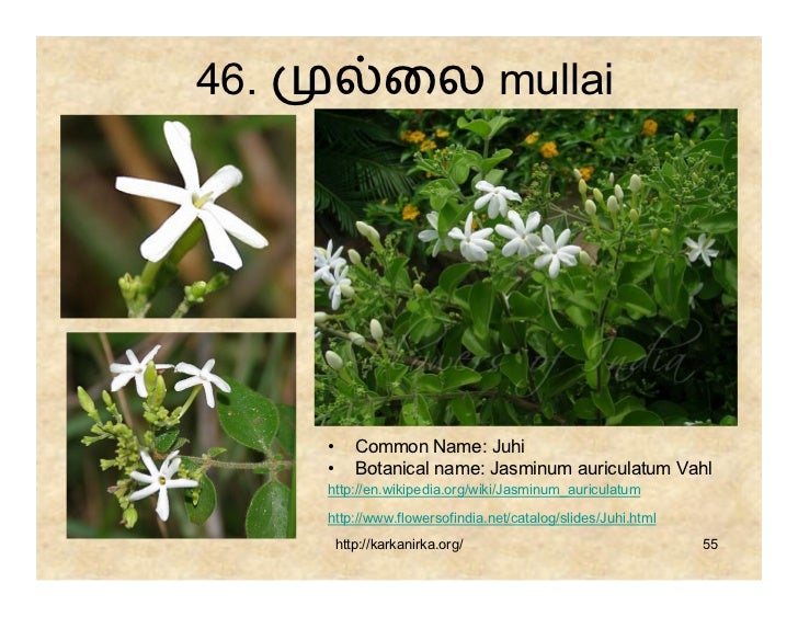99 Tamil Flowers
