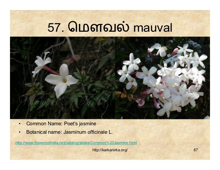 99 Tamil Flowers