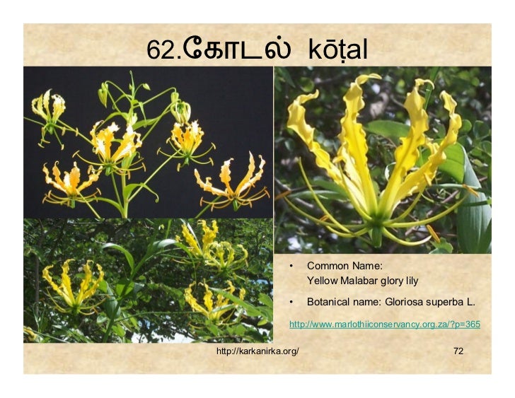99 Tamil Flowers