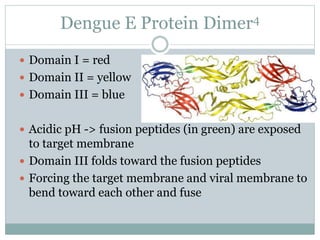 Dengue E Protein Dimer4
 Domain I = red
 Domain II = yellow
 Domain III = blue
 Acidic pH -> fusion peptides (in green) are exposed
to target membrane
 Domain III folds toward the fusion peptides
 Forcing the target membrane and viral membrane to
bend toward each other and fuse
 
