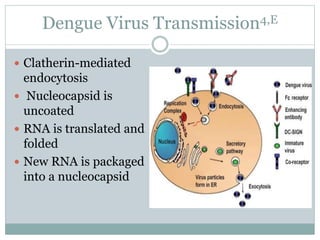 Dengue Virus Transmission4,E
 Clatherin-mediated
endocytosis
 Nucleocapsid is
uncoated
 RNA is translated and
folded
 New RNA is packaged
into a nucleocapsid
 