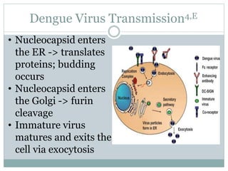 Dengue Virus Transmission4,E
• Nucleocapsid enters
the ER -> translates
proteins; budding
occurs
• Nucleocapsid enters
the Golgi -> furin
cleavage
• Immature virus
matures and exits the
cell via exocytosis
 