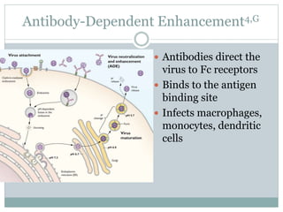 Antibody-Dependent Enhancement4,G
 Antibodies direct the
virus to Fc receptors
 Binds to the antigen
binding site
 Infects macrophages,
monocytes, dendritic
cells
 