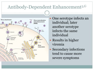 Antibody-Dependent Enhancement3,G
 One serotype infects an
individual; later
another serotype
infects the same
individual
 Results in higher
viremia
 Secondary infections
tend to cause more
severe symptoms
 