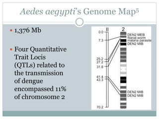Aedes aegypti’s Genome Map5
 1,376 Mb
 Four Quantitative
Trait Locis
(QTLs) related to
the transmission
of dengue
encompassed 11%
of chromosome 2
 