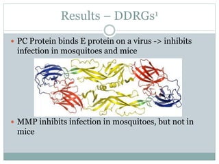 Results – DDRGs1
 PC Protein binds E protein on a virus -> inhibits
infection in mosquitoes and mice
 MMP inhibits infection in mosquitoes, but not in
mice
 
