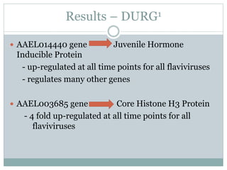 Results – DURG1
 AAEL014440 gene Juvenile Hormone
Inducible Protein
- up-regulated at all time points for all flaviviruses
- regulates many other genes
 AAEL003685 gene Core Histone H3 Protein
- 4 fold up-regulated at all time points for all
flaviviruses
 