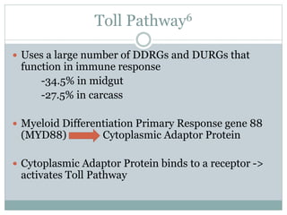 Toll Pathway6
 Uses a large number of DDRGs and DURGs that
function in immune response
-34.5% in midgut
-27.5% in carcass
 Myeloid Differentiation Primary Response gene 88
(MYD88) Cytoplasmic Adaptor Protein
 Cytoplasmic Adaptor Protein binds to a receptor ->
activates Toll Pathway
 