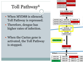 Toll Pathway6
 When MYD88 is silenced,
Toll Pathway is repressed.
 Therefore, dengue has
higher rates of infection.
 When the Cactus gene is
activated, the Toll Pathway
is stopped.
 