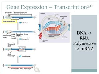 Gene Expression – Transcription3,C
DNA ->
RNA
Polymerase
-> mRNA
 