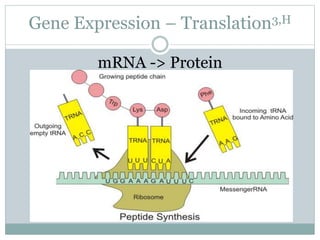 Gene Expression – Translation3,H
mRNA -> Protein
 