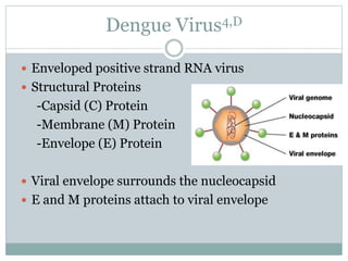 Dengue Virus4,D
 Enveloped positive strand RNA virus
 Structural Proteins
-Capsid (C) Protein
-Membrane (M) Protein
-Envelope (E) Protein
 Viral envelope surrounds the nucleocapsid
 E and M proteins attach to viral envelope
 