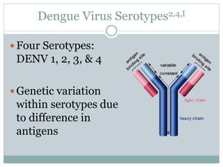 Dengue Virus Serotypes2,4,I
 Four Serotypes:
DENV 1, 2, 3, & 4
 Genetic variation
within serotypes due
to difference in
antigens
 