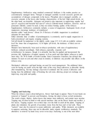 Supplementary fertilization using standard commercial fertilizers is the routine practice on
conventionally managed farms. Nitrogen is managed carefully to avoid excessive growth and
accumulation of nitrogen compounds in the leaves. Phosphate also is managed carefully, as
excessive amounts in the leaves alter burning characteristics of the leaf. High potash levels, on
the other hand, are desirable. Adequate soil potash is also important in suppressing angular leaf
spot (P. angulata) and bacterial leaf spot (P. tabaci). Chlorine-based fertilizers, however, such as
potassium chloride, cannot be used, as they too reduce burning quality of the tobacco.
Supplementary fertilization commonly includes a source of magnesium. Inadequate levels of soil
magnesium encourage incidence of a nutritional
disorder called “sand drown.” About 24–35 lbs/acre of soluble magnesium is considered
adequate for most fields.
Either dolomitic lime or sulfate of potashmagnesia is commonly used to supply magnesium in
both conventional and organic cropping systems.
Soil pH should be maintained in the slightly acidic range (5.5–6.5) with an available calcium
level five times that of magnesium.( 6) At higher pH levels, the incidence of black root rot
increases.
Manures have historically been used in tobacco production, with rates of supplementary
fertilizers reduced accordingly. Dark tobacco, especially, responds well
to fertilization by manures, though it is advisable that they be applied and incorporated the
previous fall. Application of animal manures to fl ue-cured and other lighter tobaccos is much
more risky. Dr. W.D. Smith of North Carolina State Cooperative Extension has advised that
manures be used on corn and other crops in rotation, to minimize any possible side effects on the
tobacco crop.
Mechanical cultivation and hand hoeing are used for weed management. The additional labor
costs for hoeing are justifi ed by the high value of the crop. Deep cultivation is allowable shortly
after transplanting, but may damage crop roots if continued into the season. Cultivation and
hoeing have the additional value of breaking the soil crust, allowing proper air exchange and
improving crop yield and quality.
Topping and Suckering
When the tobacco crop is about half-grown, flower buds begin to appear. These fl ower heads are
removed or “topped” to prevent seed formation, forcing the plant to focus on leaf production.
The result is larger, thicker, darker leaves that mature more uniformly and contain more nicotine.
Topping may be done by hand or with special machines that cut the flower heads and sacrifice a
few leaves. Topping requires two or three trips over the field to catch all the plants. Topping of
plants also stimulates the growth of secondary stems from the base and/ or leaf axils. These
“suckers” must also be removed to assure uniformity and quality. While chemicals are available
to suppress suckering, these may not be allowable under organic certification standards. The
alternative is removal by hand every seven to ten days. Suckering is one of the most labor
 