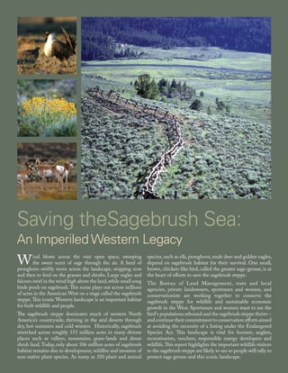 Saving theSagebrush Sea:
An Imperiled Western Legacy
Wind blows across the vast open space, sweeping
the sweet scent of sage through the air. A herd of
pronghorn swiftly move across the landscape, stopping now
and then to feed on the grasses and shrubs. Large eagles and
falcons swirl in the wind high above the land,while small song
birds perch on sagebrush.This scene plays out across millions
of acres in the American West on a stage called the sagebrush
steppe.This iconic Western landscape is an important habitat
for both wildlife and people.
The sagebrush steppe dominates much of western North
America’s countryside, thriving in the arid deserts through
dry, hot summers and cold winters. Historically, sagebrush
stretched across roughly 153 million acres in many diverse
places such as valleys, mountains, grass-lands and dense
shrub land.Today, only about 106 million acres of sagebrush
habitat remains due to development, wildfire and invasion of
non-native plant species. As many as 350 plant and animal
species, such as elk, pronghorn, mule deer and golden eagles,
depend on sagebrush habitat for their survival. One small,
brown, chicken-like bird, called the greater sage-grouse, is at
the heart of efforts to save the sagebrush steppe.
The Bureau of Land Management, state and local
agencies, private landowners, sportsmen and women, and
conservationists are working together to conserve the
sagebrush steppe for wildlife and sustainable economic
growth in the West. Sportsmen and women want to see the
bird's populations rebound and the sagebrush steppe thrive--
and continue their commitment to conservation efforts aimed
at avoiding the necessity of a listing under the Endangered
Species Act. This landscape is vital for hunters, anglers,
recreationists, ranchers, responsible energy developers and
wildlife.This report highlights the important wildlife visitors
to the sagebrush steppe are likely to see so people will rally to
protect sage grouse and this iconic landscape.
 