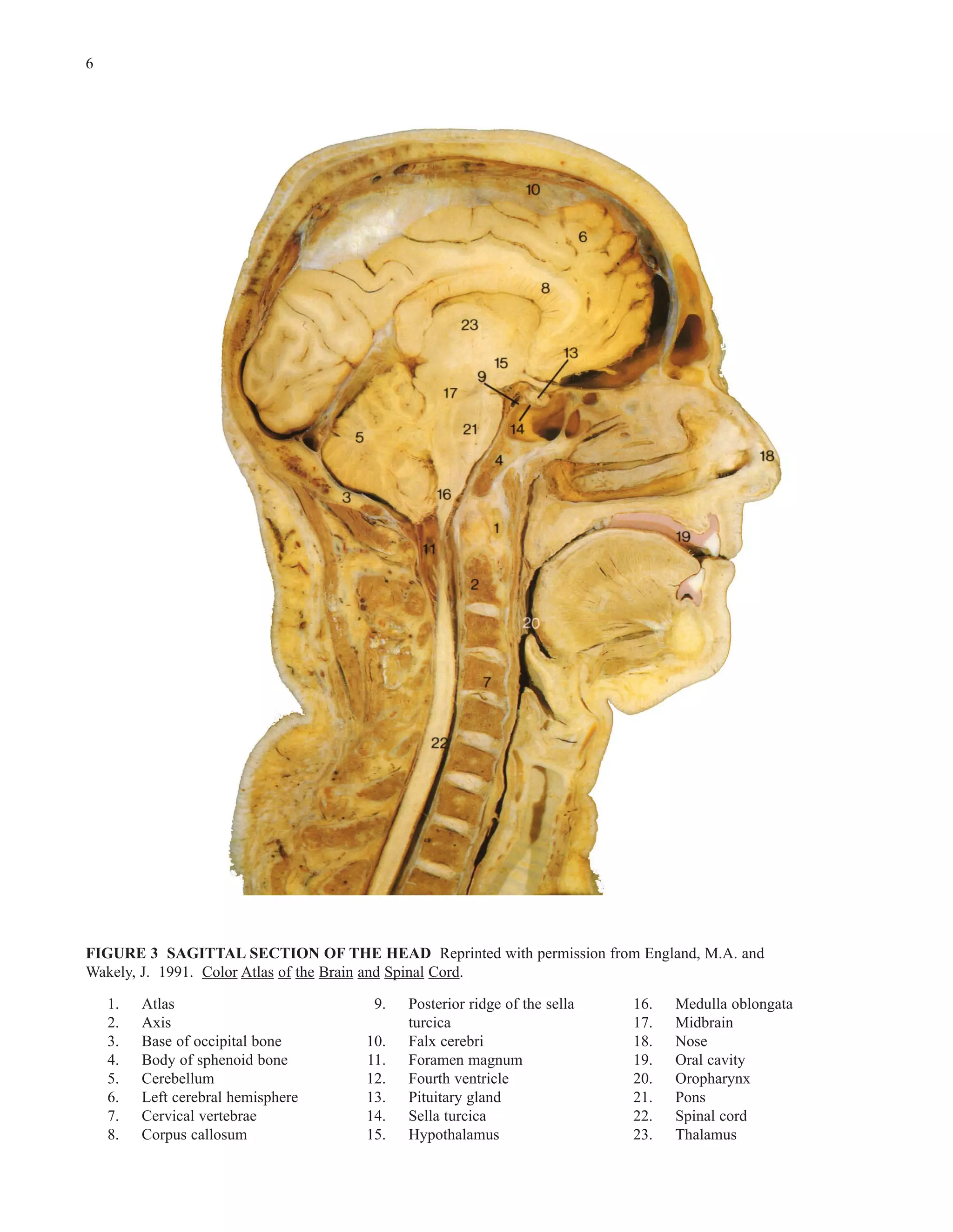 Miniatlas of Human Cross-Sectional Anatomy | PDF