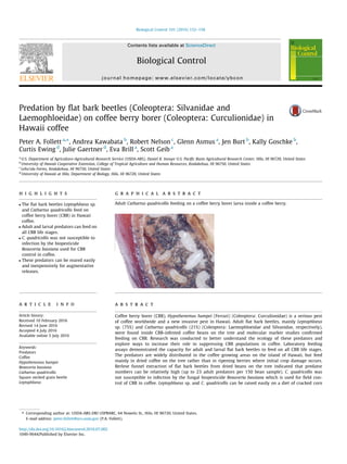 Predation by ﬂat bark beetles (Coleoptera: Silvanidae and
Laemophloeidae) on coffee berry borer (Coleoptera: Curculionidae) in
Hawaii coffee
Peter A. Follett a,⇑
, Andrea Kawabata b
, Robert Nelson c
, Glenn Asmus a
, Jen Burt b
, Kally Goschke b
,
Curtis Ewing d
, Julie Gaertner d
, Eva Brill a
, Scott Geib a
a
U.S. Department of Agriculture-Agricultural Research Service (USDA-ARS), Daniel K. Inouye U.S. Paciﬁc Basin Agricultural Research Center, Hilo, HI 96720, United States
b
University of Hawaii Cooperative Extension, College of Tropical Agriculture and Human Resources, Kealakekua, HI 96750, United States
c
Lehu’ula Farms, Kealakekua, HI 96750, United States
d
University of Hawaii at Hilo, Department of Biology, Hilo, HI 96720, United States
h i g h l i g h t s
 The ﬂat bark beetles Leptophloeus sp.
and Cathartus quadricollis feed on
coffee berry borer (CBB) in Hawaii
coffee.
 Adult and larval predators can feed on
all CBB life stages.
 C. quadricollis was not susceptible to
infection by the biopesticide
Beauveria bassiana used for CBB
control in coffee.
 These predators can be reared easily
and inexpensively for augmentative
releases.
g r a p h i c a l a b s t r a c t
Adult Cathartus quadricollis feeding on a coffee berry borer larva inside a coffee berry.
a r t i c l e i n f o
Article history:
Received 10 February 2016
Revised 14 June 2016
Accepted 4 July 2016
Available online 5 July 2016
Keywords:
Predators
Coffee
Hypothenemus hampei
Beauveria bassiana
Cathartus quadricollis
Square necked grain beetle
Leptophloeus
a b s t r a c t
Coffee berry borer (CBB), Hypothenemus hampei (Ferrari) (Coleoptera: Curculionidae) is a serious pest
of coffee worldwide and a new invasive pest in Hawaii. Adult ﬂat bark beetles, mainly Leptophloeus
sp. (75%) and Cathartus quadricollis (21%) (Coleoptera: Laemophloeidae and Silvanidae, respectively),
were found inside CBB-infested coffee beans on the tree and molecular marker studies conﬁrmed
feeding on CBB. Research was conducted to better understand the ecology of these predators and
explore ways to increase their role in suppressing CBB populations in coffee. Laboratory feeding
assays demonstrated the capacity for adult and larval ﬂat bark beetles to feed on all CBB life stages.
The predators are widely distributed in the coffee growing areas on the island of Hawaii, but feed
mainly in dried coffee on the tree rather than in ripening berries where initial crop damage occurs.
Berlese funnel extraction of ﬂat bark beetles from dried beans on the tree indicated that predator
numbers can be relatively high (up to 23 adult predators per 150 bean sample). C. quadricollis was
not susceptible to infection by the fungal biopesticide Beauveria bassiana which is used for ﬁeld con-
trol of CBB in coffee. Leptophloeus sp. and C. quadricollis can be raised easily on a diet of cracked corn
http://dx.doi.org/10.1016/j.biocontrol.2016.07.002
1049-9644/Published by Elsevier Inc.
⇑ Corresponding author at: USDA-ARS-DKI USPBARC, 64 Nowelo St., Hilo, HI 96720, United States.
E-mail address: peter.follett@ars.usda.gov (P.A. Follett).
Biological Control 101 (2016) 152–158
Contents lists available at ScienceDirect
Biological Control
journal homepage: www.elsevier.com/locate/ybcon
 