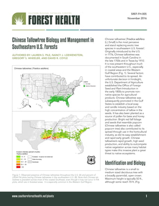 SREF-FH-005
November 2016
Chinese Tallowtree Biology and Management in
Southeastern U.S. Forests
Chinese tallowtree [Triadica sebifera
(L.) Small] is the most pervasive
and stand replacing exotic tree
species in southeastern U.S. forests4
.
Originally introduced to the U.S.
in 1776, Chinese tallowtree was
documented in South Carolina in
the late 1700s and in Texas by 1910.
It is now present throughout much
of the southeastern U.S., especially
in coastal areas and the Western
Gulf Region (Fig. 1). Several factors
have contributed to its spread. An
unfortunate decision in hindsight,
the U.S. Department of Agriculture
established the Office of Foreign
Seed and Plant Introduction in
the early 1800s to promote non-
native species for agricultural
products. Chinese tallowtree was
subsequently promoted in the Gulf
States to establish a local soap
and candle industry based on the
high concentration of tallow in the
seeds. It has also been planted as a
source of pollen for bees and honey
production. Bright red fall foliage
and seeds that resemble popcorn
(Chinese tallowtree is also called
popcorn tree) also contributed to its
spread through use in the horticultural
industry, as did its easy establishment
and rapid early growth. Chinese
tallowtree’s rapid growth, high seed
production, and ability to outcompete
native vegetation across many habitat
types make this invasive plant a great
threat to native ecosystems.
Chinese tallowtree is a small to
medium sized deciduous tree with
a broadly pyramidal, open crown.
Maximum height is typically 50 ft.,
although some reach 70 ft. (Fig.
1www.southernforesthealth.net/plants
AUTHORED BY: LAUREN S. PILE, NANCY J. LOEWENSTEIN,
GREGORY S. WHEELER, AND DAVID R. COYLE
Identification and Biology
Figure 1. Observed presence of Chinese tallowtree throughout the U.S. (A) and percent of
USDA FIA plots having Chinese tallowtree in the southeastern U.S. (B). Note that Chinese tal-
lowtree is prevalent across most of the coastal Southeast, even though it may not occur in FIA
plots, which are in forested areas. It is especially common in the Western Gulf Region.
Chinese tallowtree (Triadica sebifera)
 