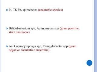  Pi, Tf, Fn, spirochetes (anaerobic species)
 Bifidobacterium spp, Actinomyces spp (gram positive,
strict anaerobic)
 Aa, Capnocytophaga spp, Campylobacter spp (gram
negative, facultative anaerobic)
 