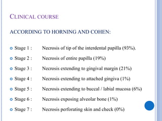 CLINICAL COURSE
ACCORDING TO HORNING AND COHEN:
 Stage 1 : Necrosis of tip of the interdental papilla (93%).
 Stage 2 : Necrosis of entire papilla (19%)
 Stage 3 : Necrosis extending to gingival margin (21%)
 Stage 4 : Necrosis extending to attached gingiva (1%)
 Stage 5 : Necrosis extending to buccal / labial mucosa (6%)
 Stage 6 : Necrosis exposing alveolar bone (1%)
 Stage 7 : Necrosis perforating skin and check (0%)
 