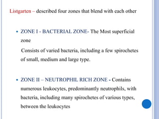 Listgarten – described four zones that blend with each other
 ZONE I - BACTERIAL ZONE- The Most superficial
zone
Consists of varied bacteria, including a few spirochetes
of small, medium and large type.
 ZONE II – NEUTROPHIL RICH ZONE - Contains
numerous leukocytes, predominantly neutrophils, with
bacteria, including many spirochetes of various types,
between the leukocytes
 