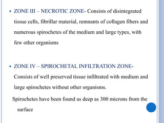  ZONE III – NECROTIC ZONE- Consists of disintegrated
tissue cells, fibrillar material, remnants of collagen fibers and
numerous spirochetes of the medium and large types, with
few other organisms
 ZONE IV – SPIROCHETAL INFILTRATION ZONE-
Consists of well preserved tissue infiltrated with medium and
large spirochetes without other organisms.
Spirochetes have been found as deep as 300 microns from the
surface
 