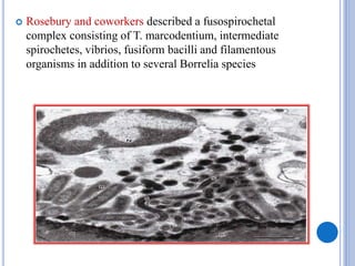  Rosebury and coworkers described a fusospirochetal
complex consisting of T. marcodentium, intermediate
spirochetes, vibrios, fusiform bacilli and filamentous
organisms in addition to several Borrelia species
 