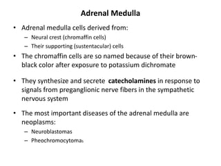 Adrenal Medulla
• Adrenal medulla cells derived from:
– Neural crest (chromaffin cells)
– Their supporting (sustentacular) cells
• The chromaffin cells are so named because of their brown-
black color after exposure to potassium dichromate
• They synthesize and secrete catecholamines in response to
signals from preganglionic nerve fibers in the sympathetic
nervous system
• The most important diseases of the adrenal medulla are
neoplasms:
– Neuroblastomas
– Pheochromocytomas
 