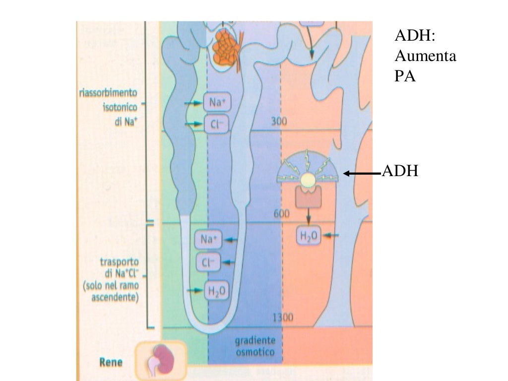 9a eicosanoidi press art